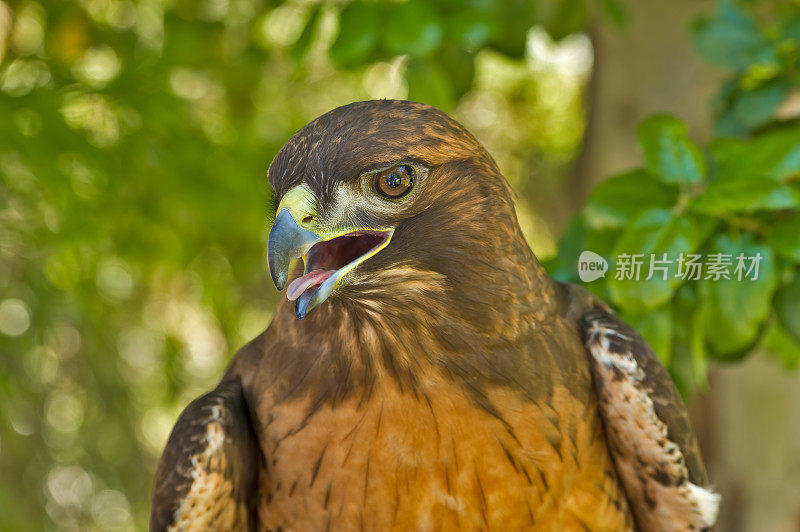 红尾鹰或鸡鹰(Buteo jamaicensis)是一种猛禽，在北美大部分地区繁殖。胡椒木自然保护区;圣罗莎;加州索诺玛县。西方红尾鹰，牙买加红尾鹰。Pepperwood